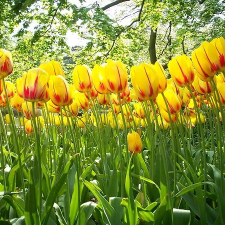 Hotel Ramada By Wyndham Amsterdam Airport Schiphol